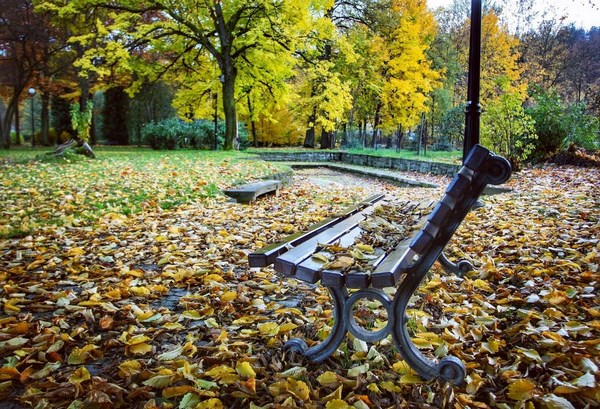Скамейка в осенних листьях